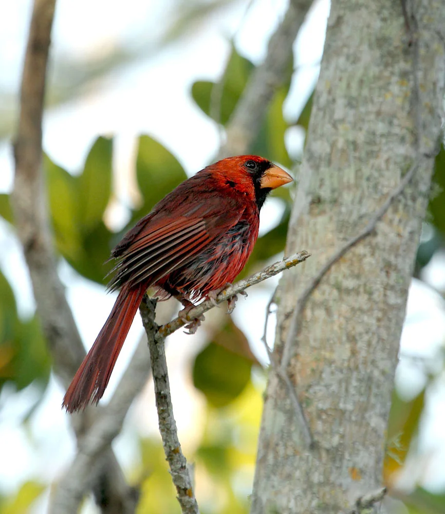 Northern Cardinal