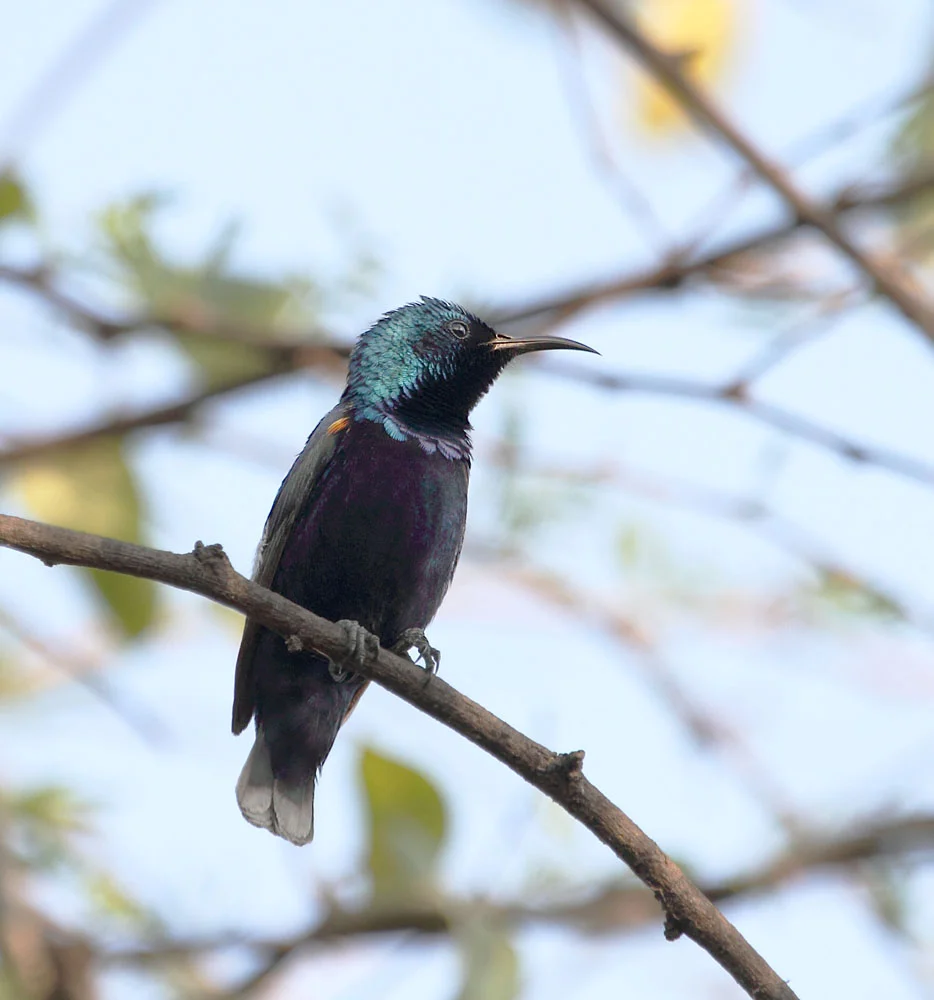 Purple Sunbird