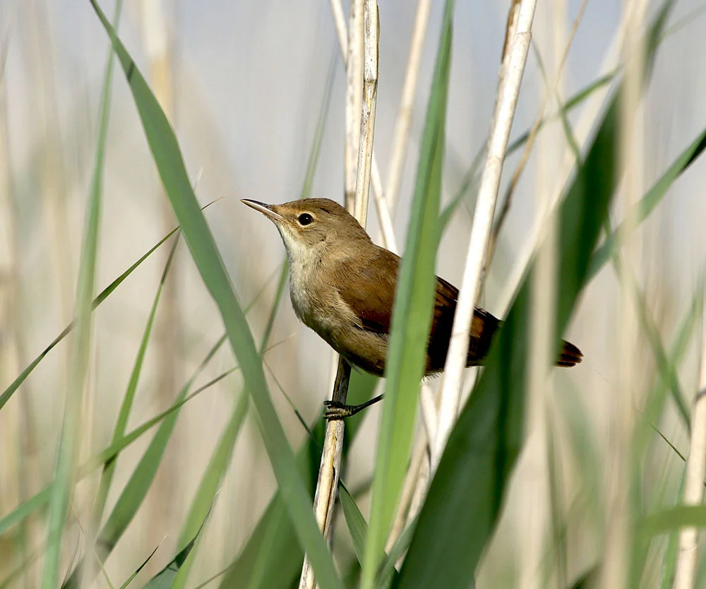 Eurasian Reed Warbler