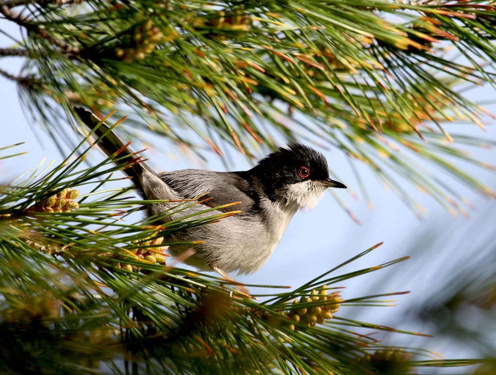 Sardinian Warbler