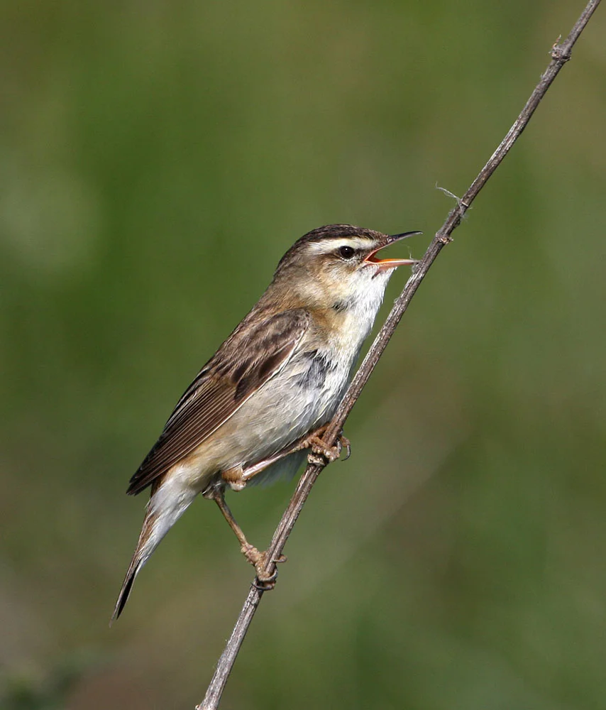 Sedge Warbler