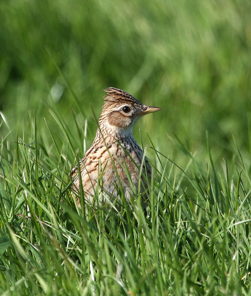 Eurasian Skylark