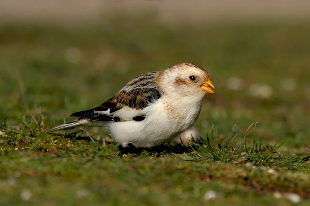 Snow Bunting