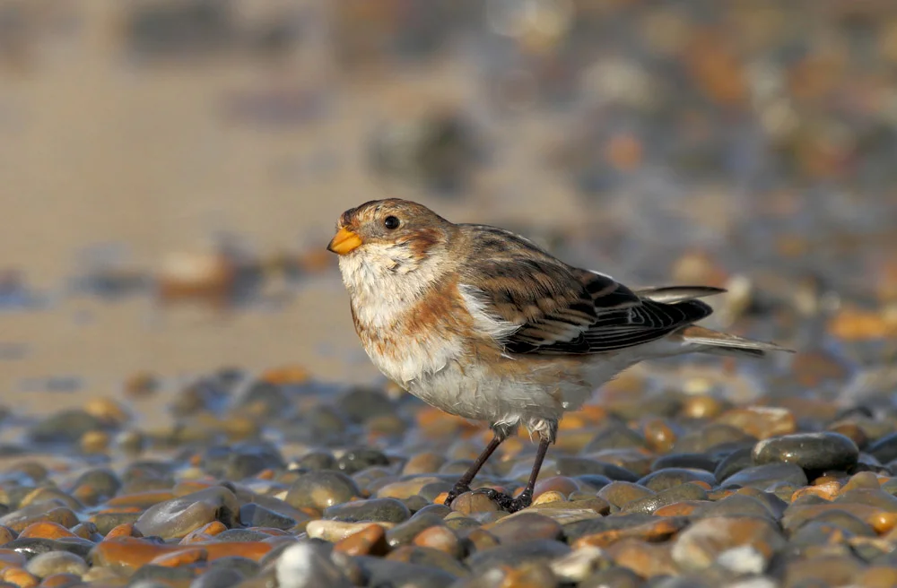 Snow Bunting female