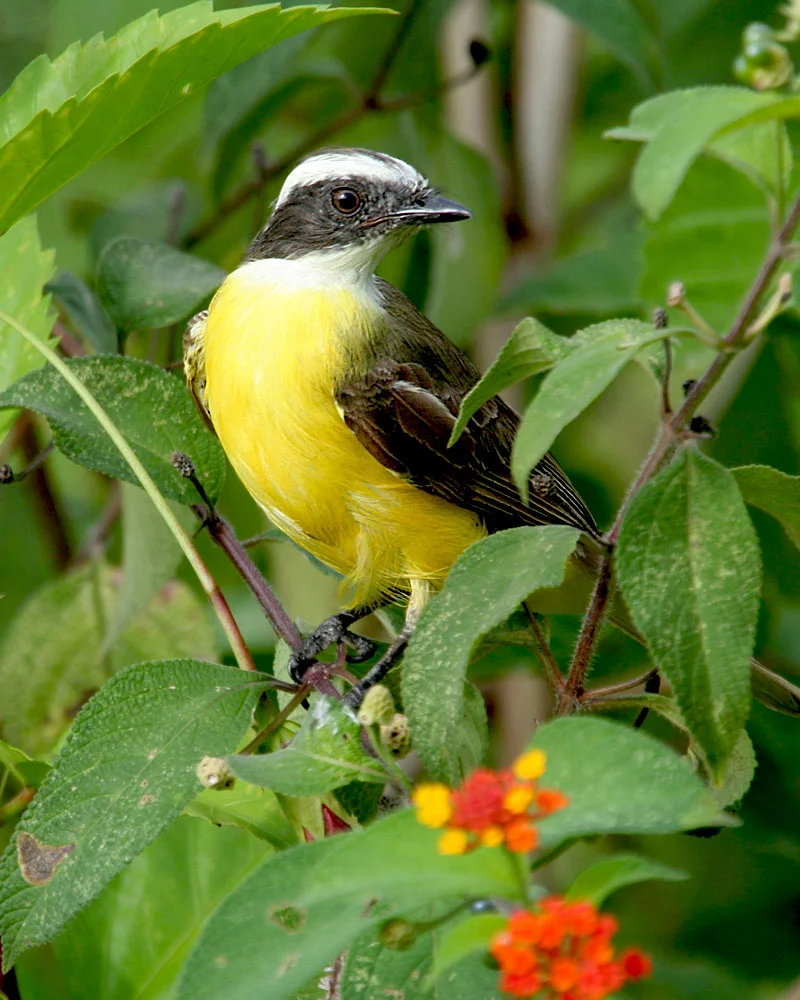 Social Flycatcher
