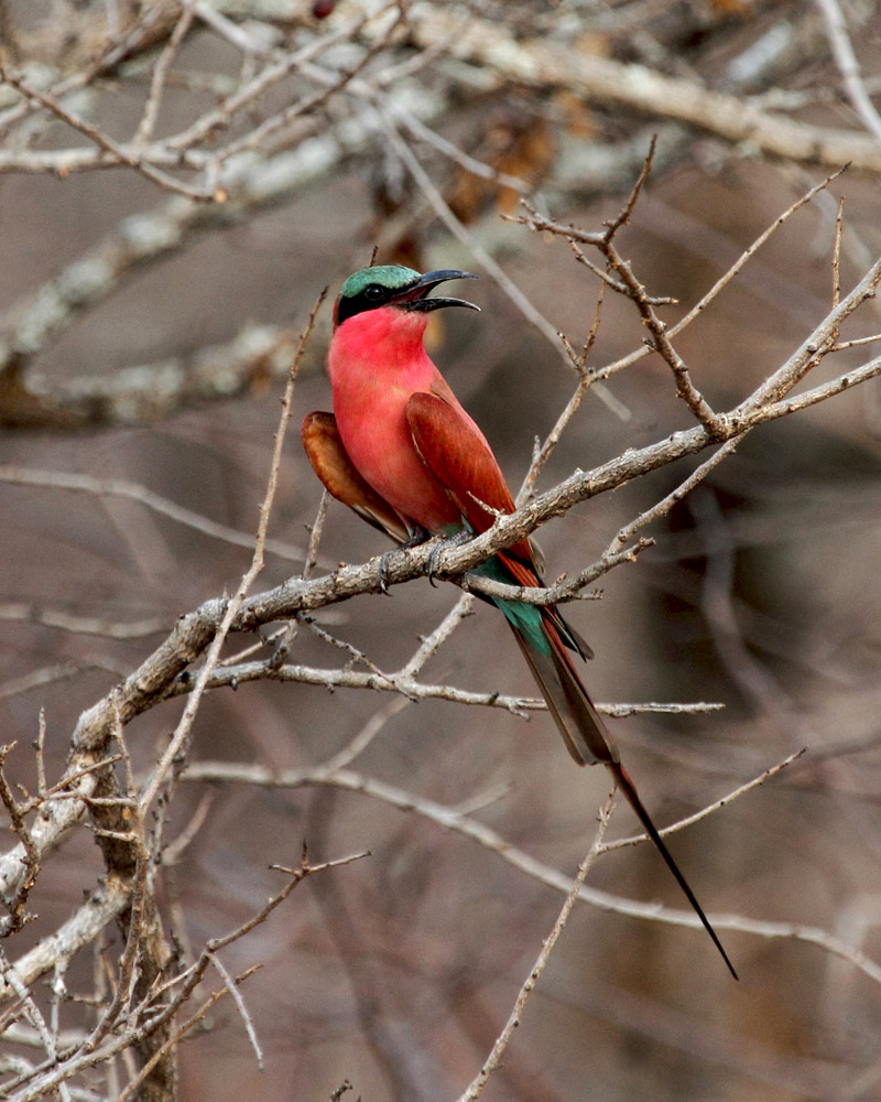 Southern Carmine Bee-eater