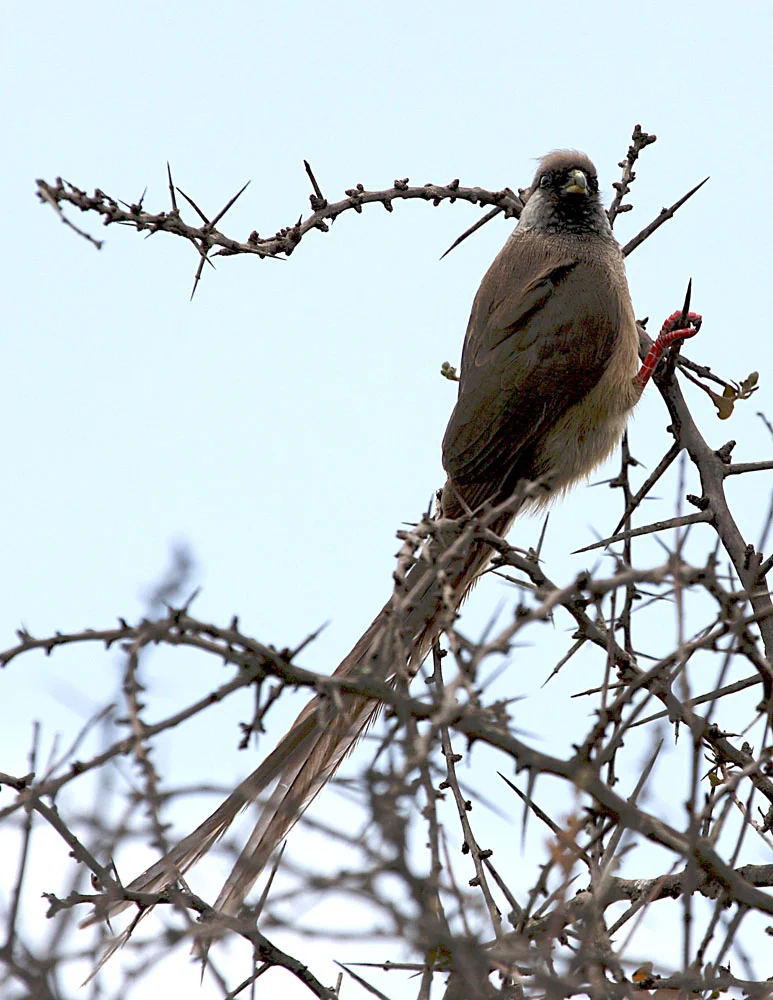 Speckled Mousebird