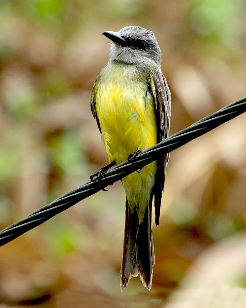 Tropical Kingbird