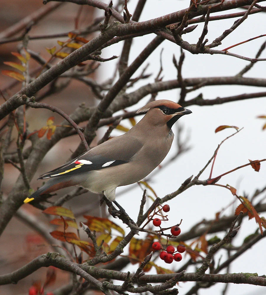 Bohemian Waxwing