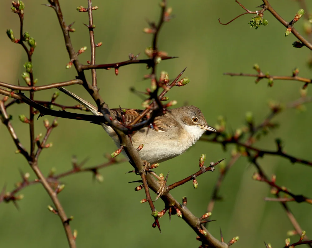 Common Whitethroat