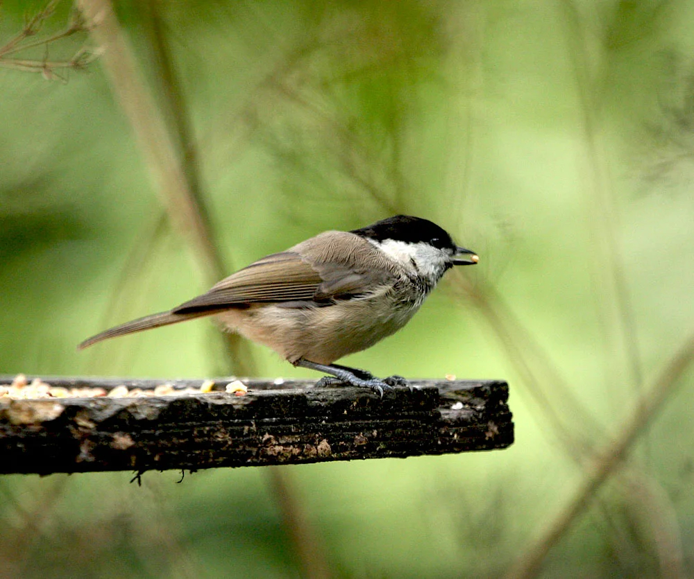 Willow Tit