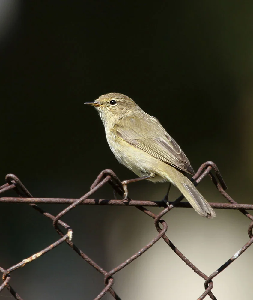Willow Warbler