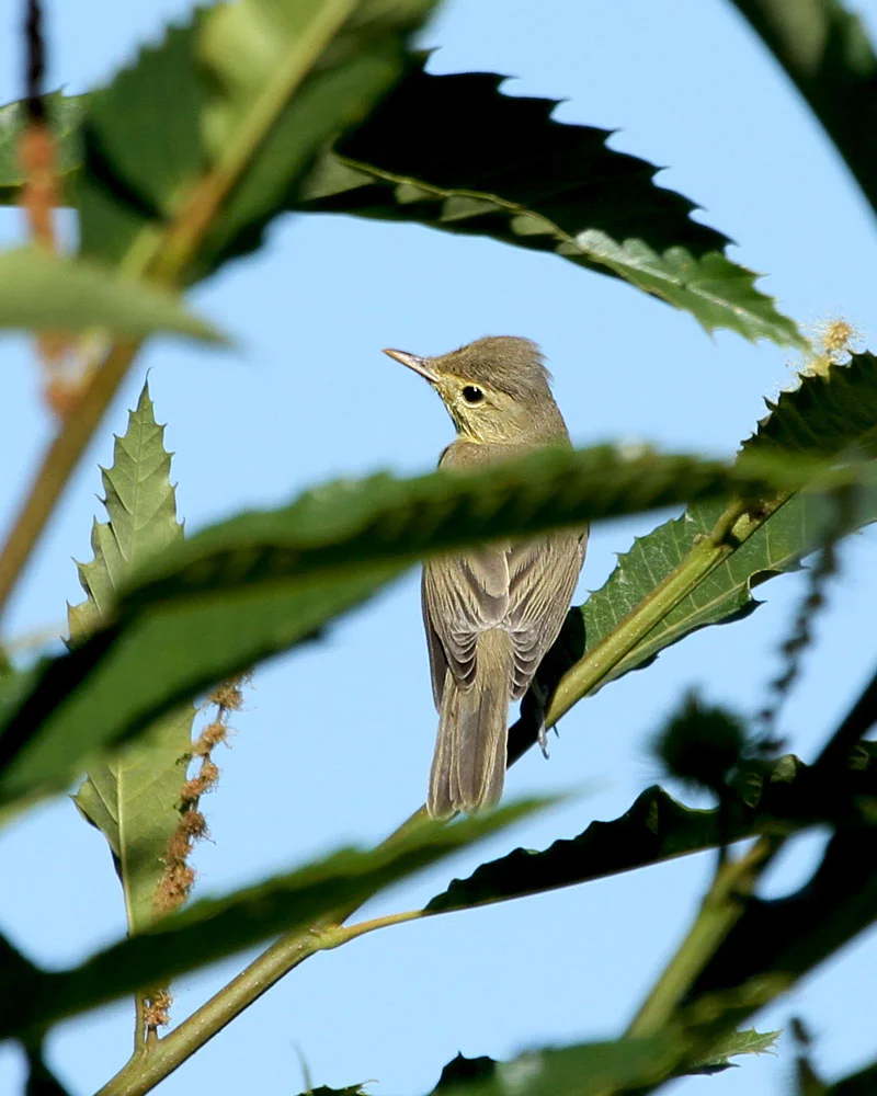 Wood Warbler