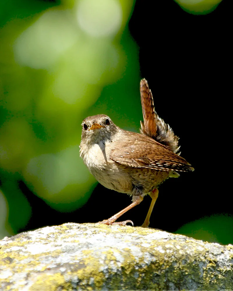 Eurasian Wren