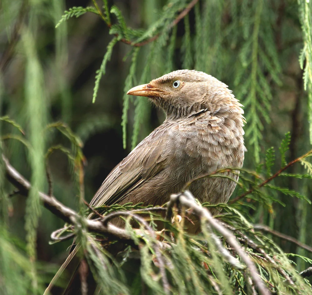 Yellow-billed Babbler