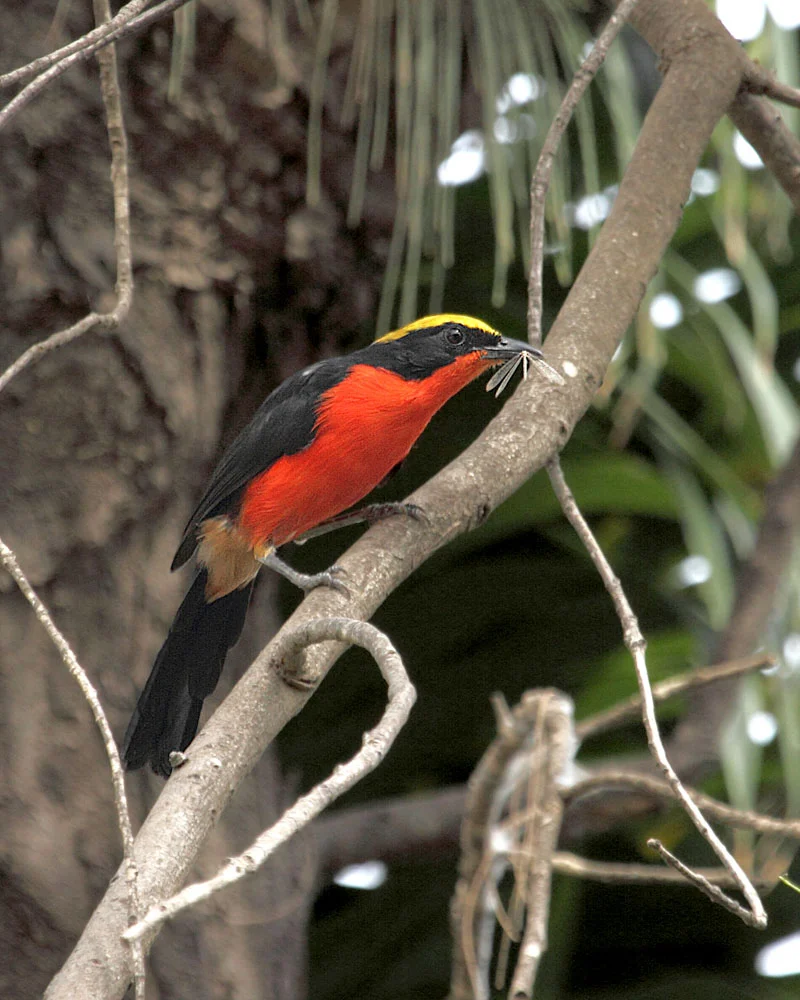Yellow-crowned Gonolek
