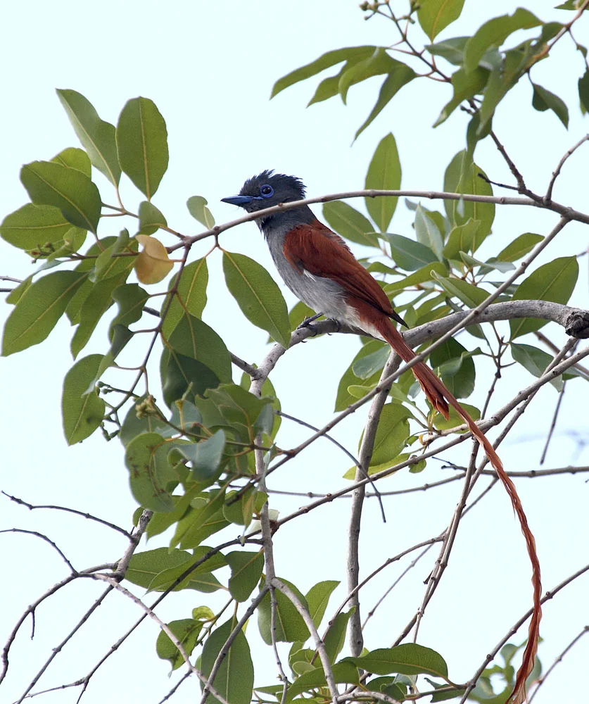 African Paradise Flycatcher