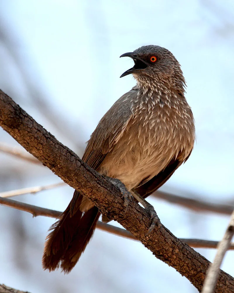 Arrow-marked Babbler