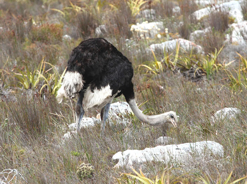 Common Ostrich