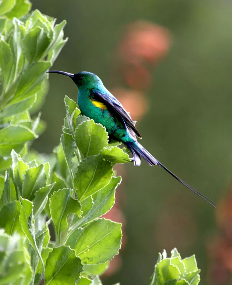 Malachite Sunbird