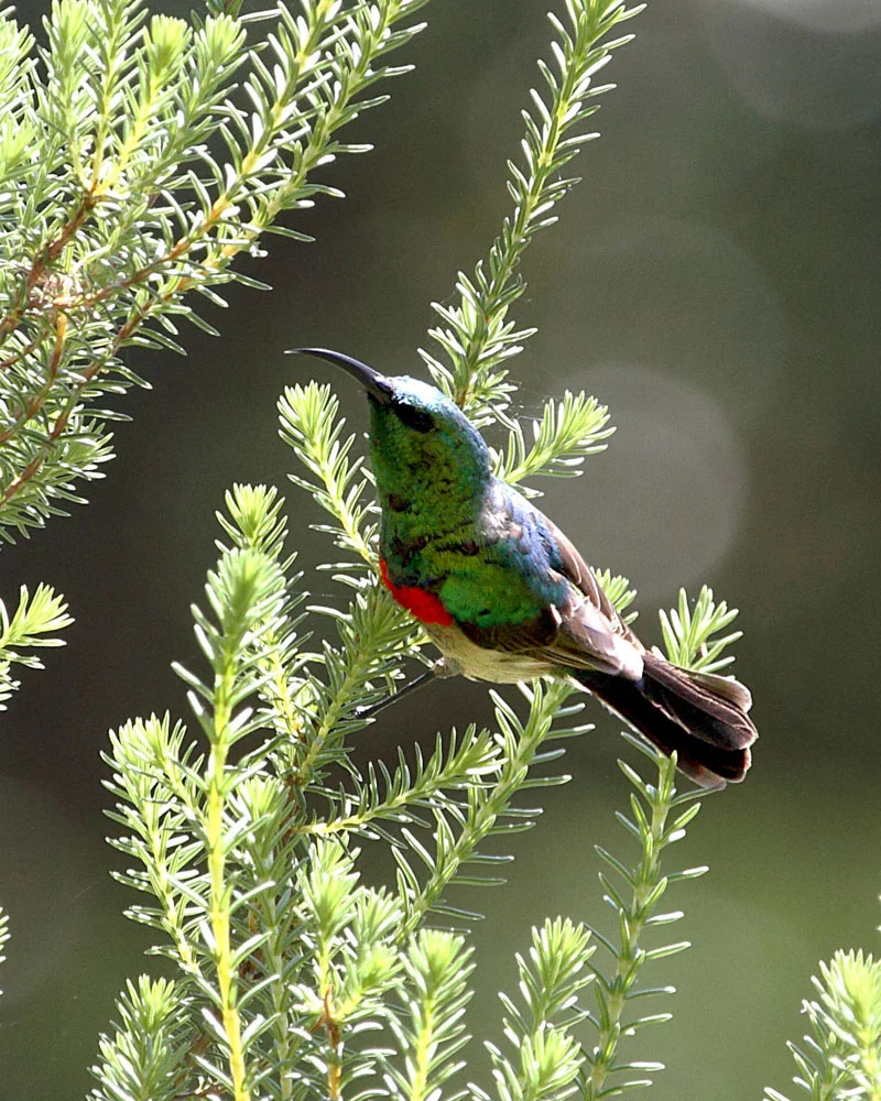 Southern Double-collared Sunbird