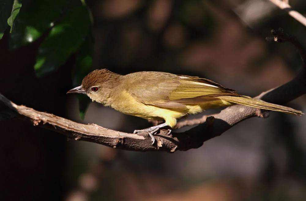 Yellow-bellied Greenbul