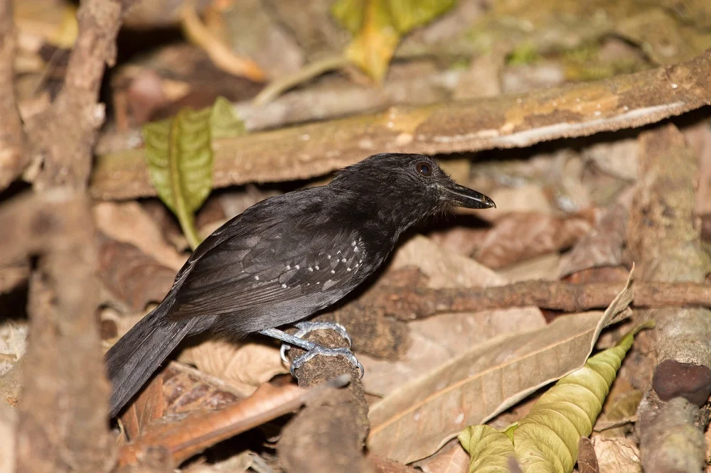 Black-hooded Antshrike
