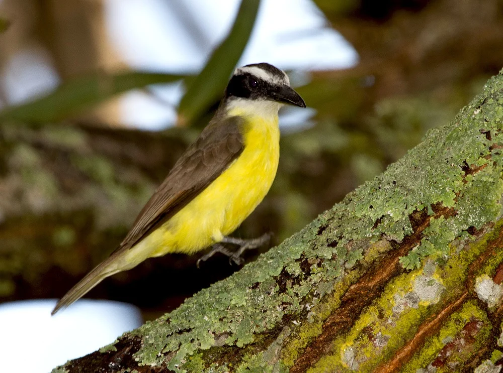 Boat-billed Flycatcher