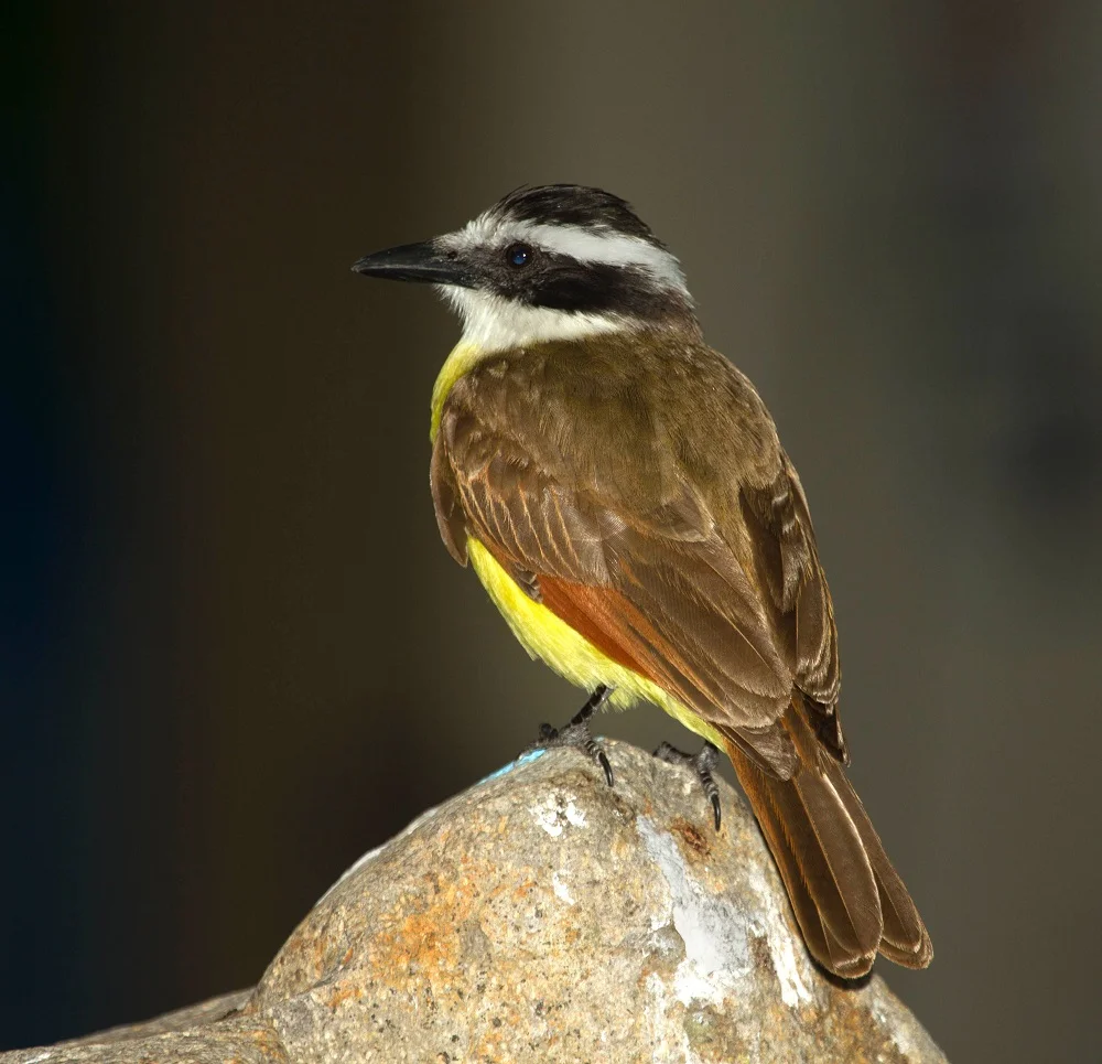 Great Kiskadee