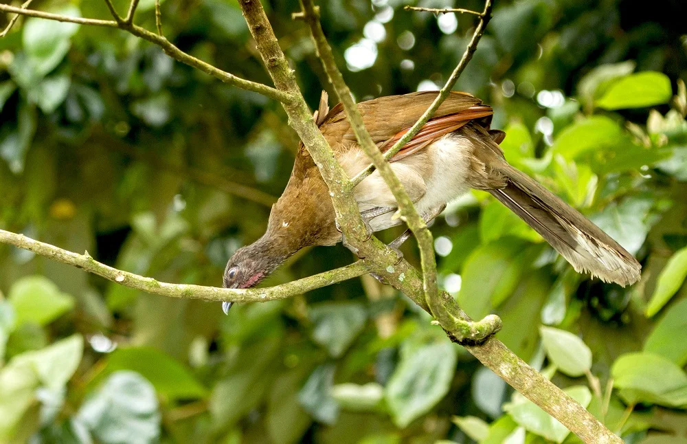 Grey-headed Chachalaca