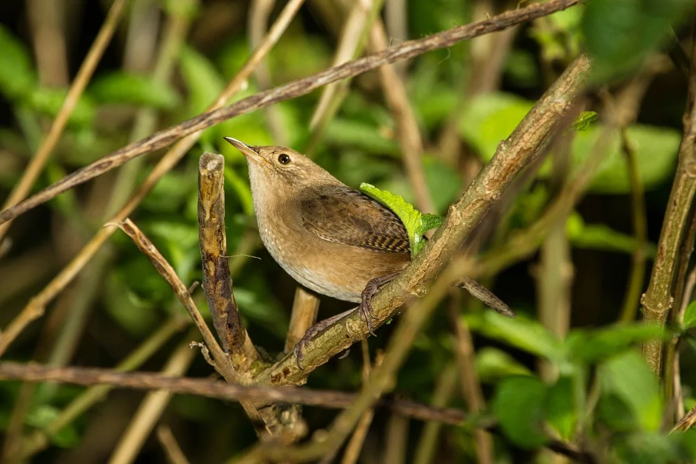 House Wren