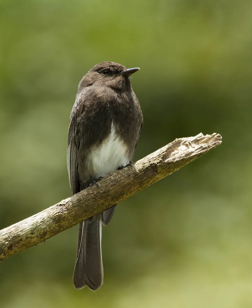 Black Phoebe juvenile