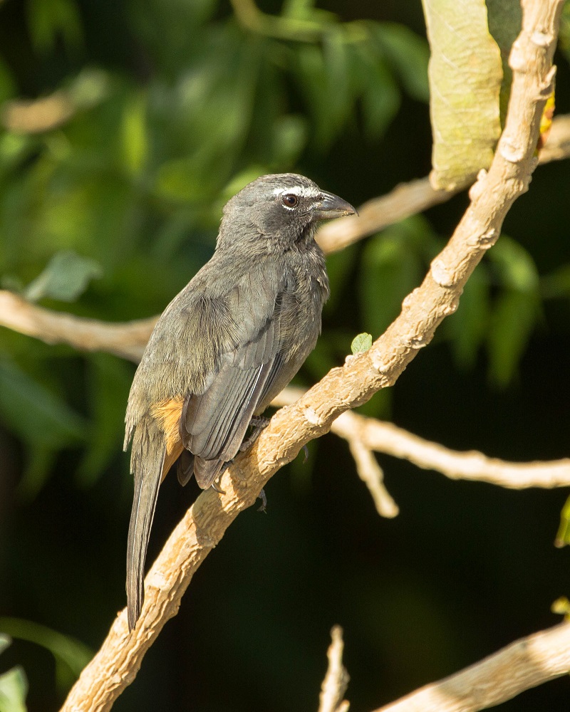 Grayish Saltator