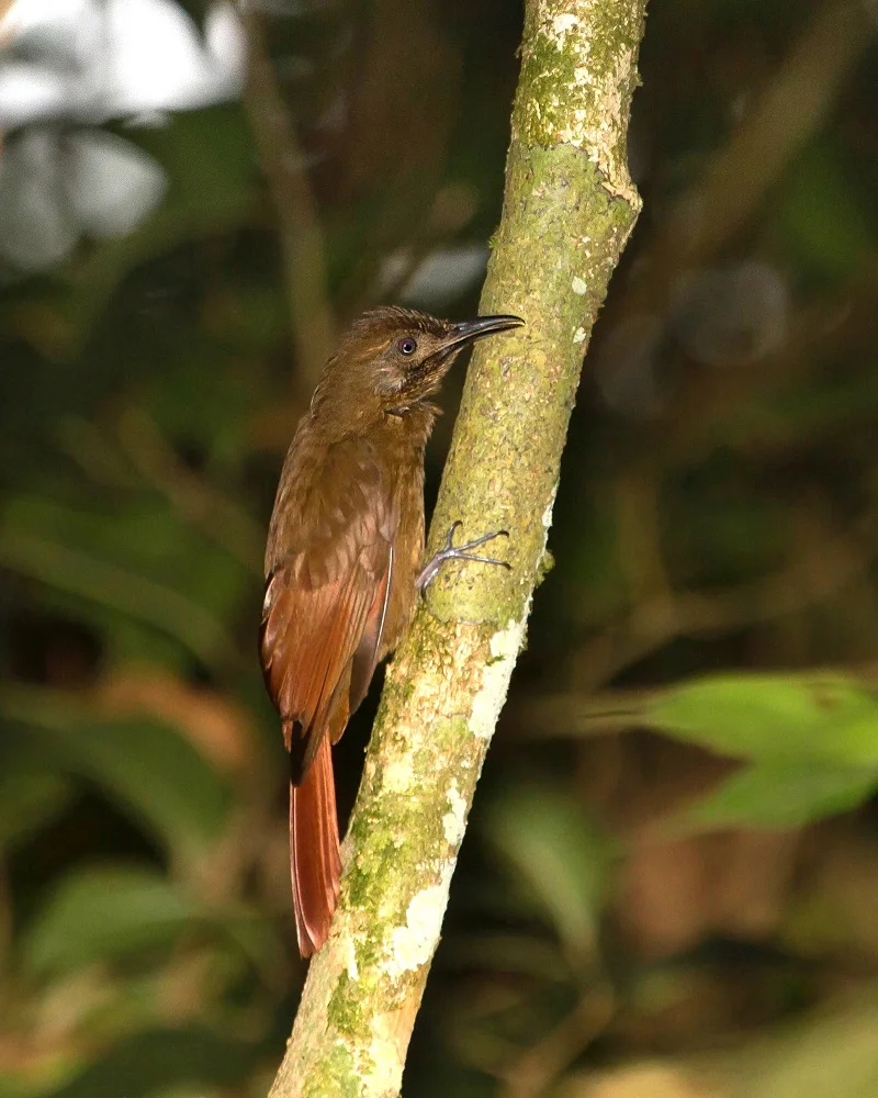 Plain Brown Woodcreeper