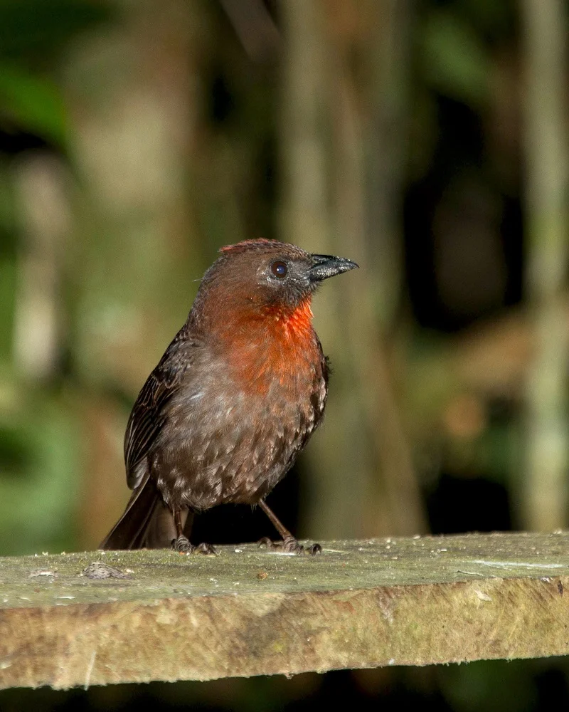 Red-throated Ant-Tanager