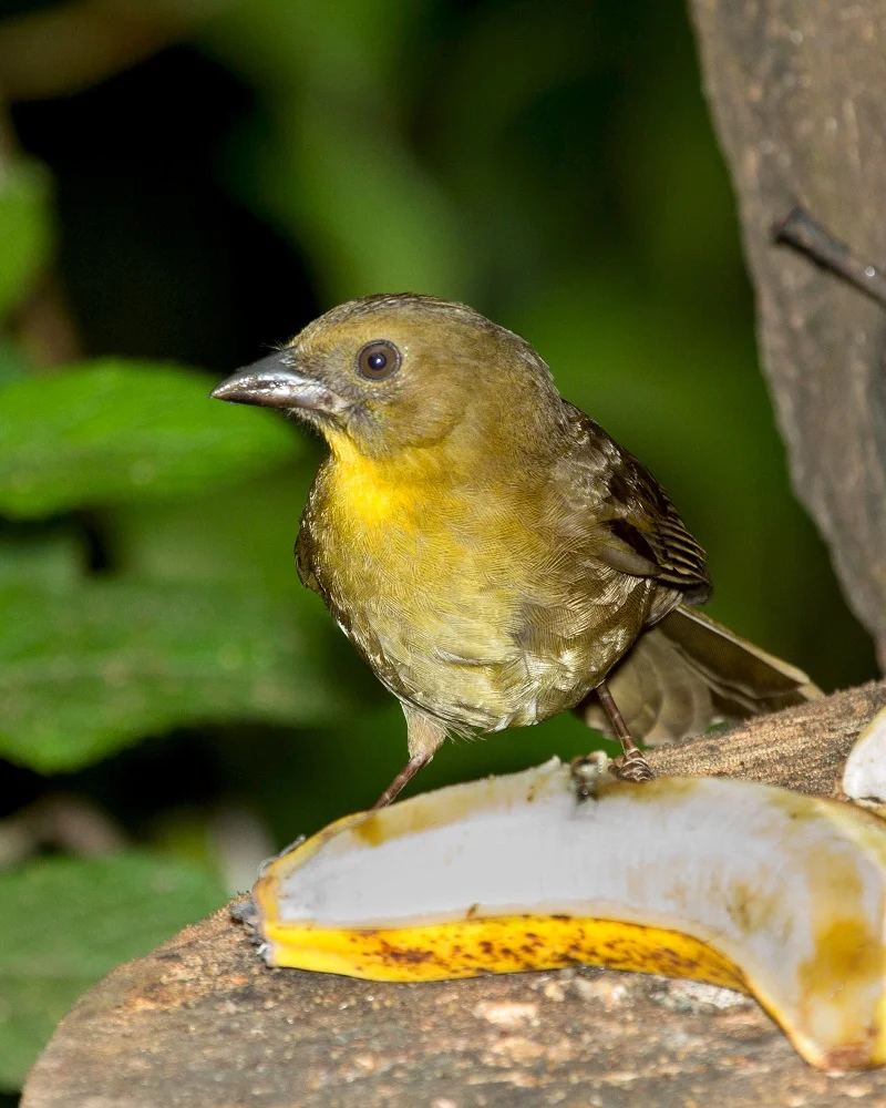 Red-throated Ant-Tanager female