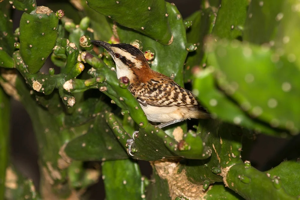 Rufous-naped Wren