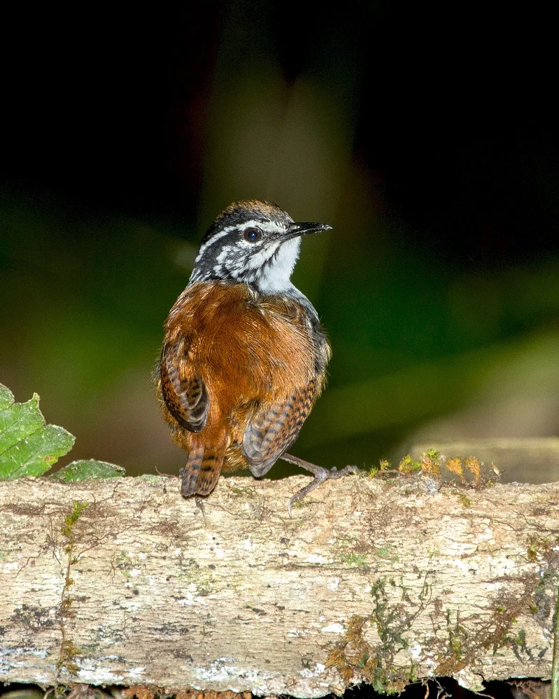 White-breasted Wood-Wren