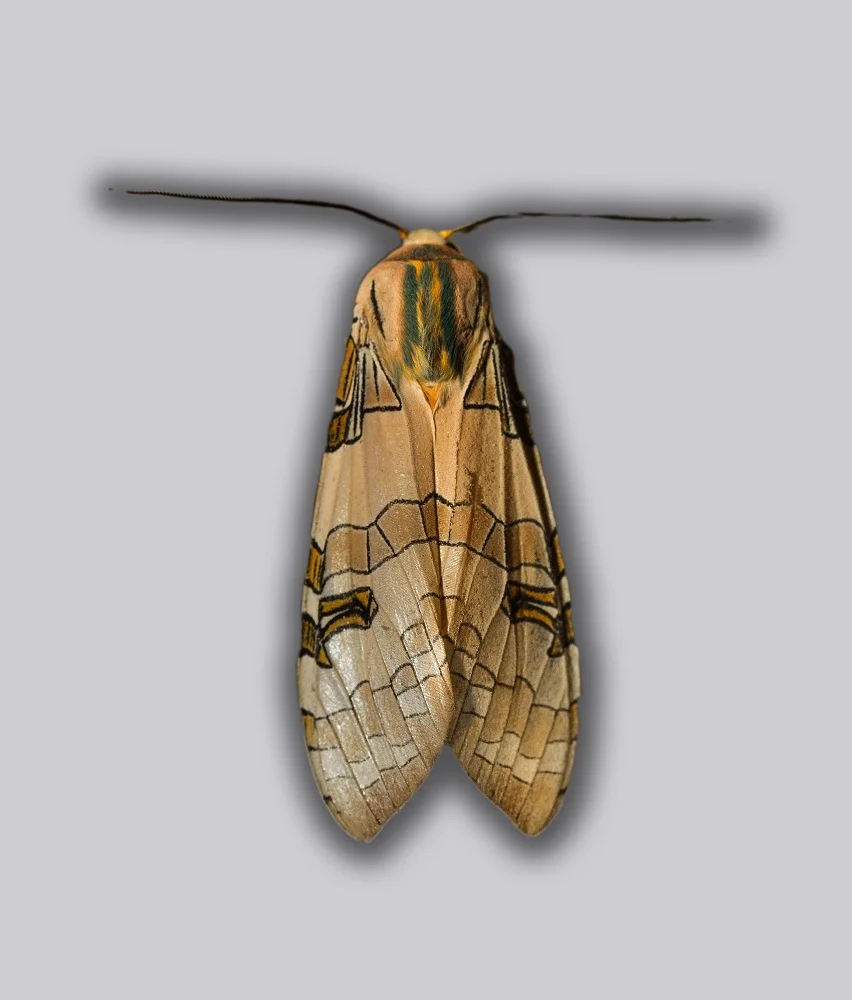 Banded Tussock
