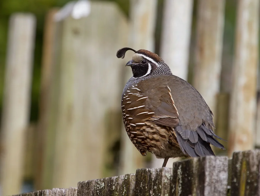 California Quail