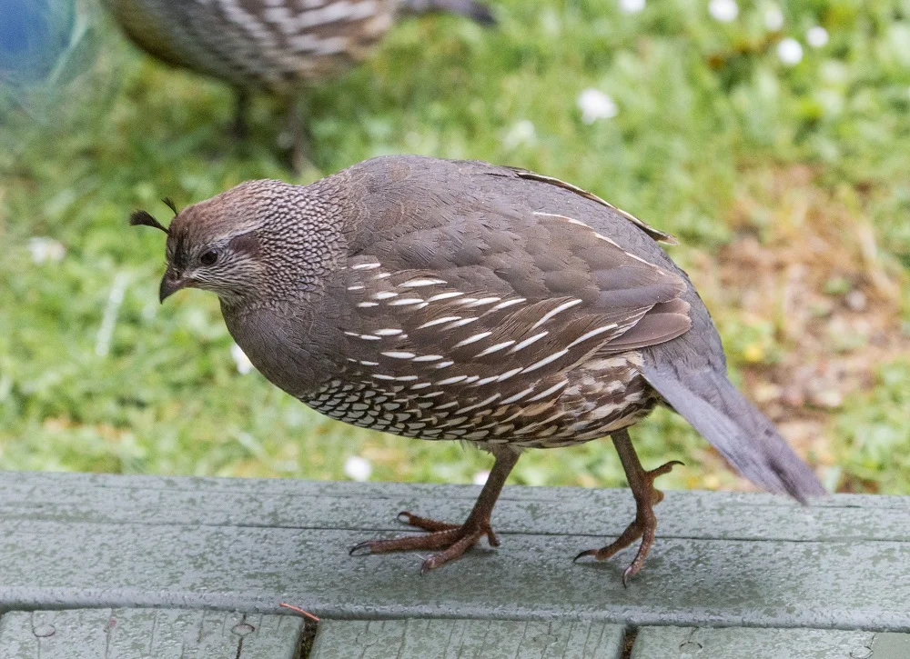 California Quail female
