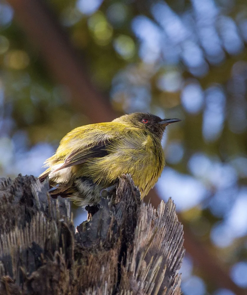 New Zealand Bellbird
