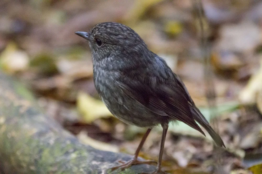 North Island Robin-1.jpg