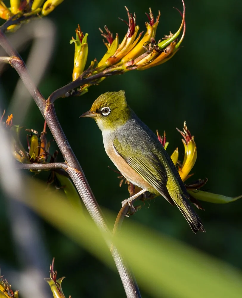 Silvereye