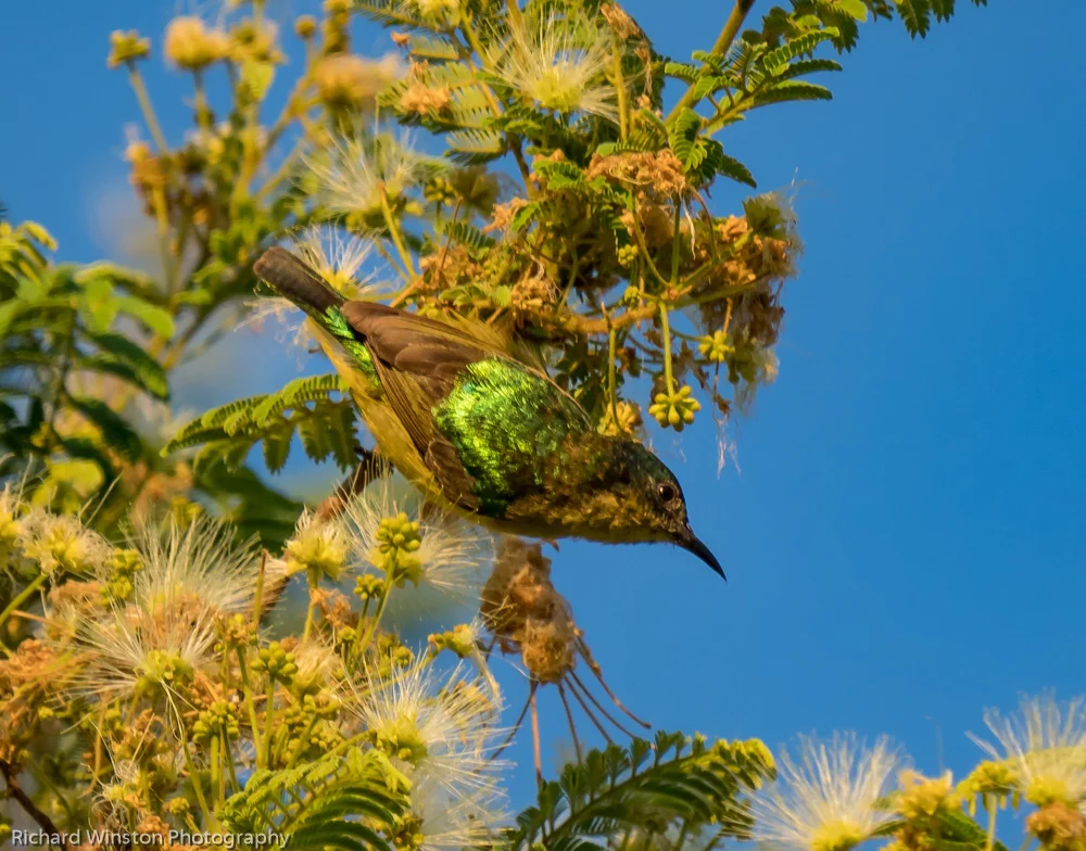 Collared Sunbird