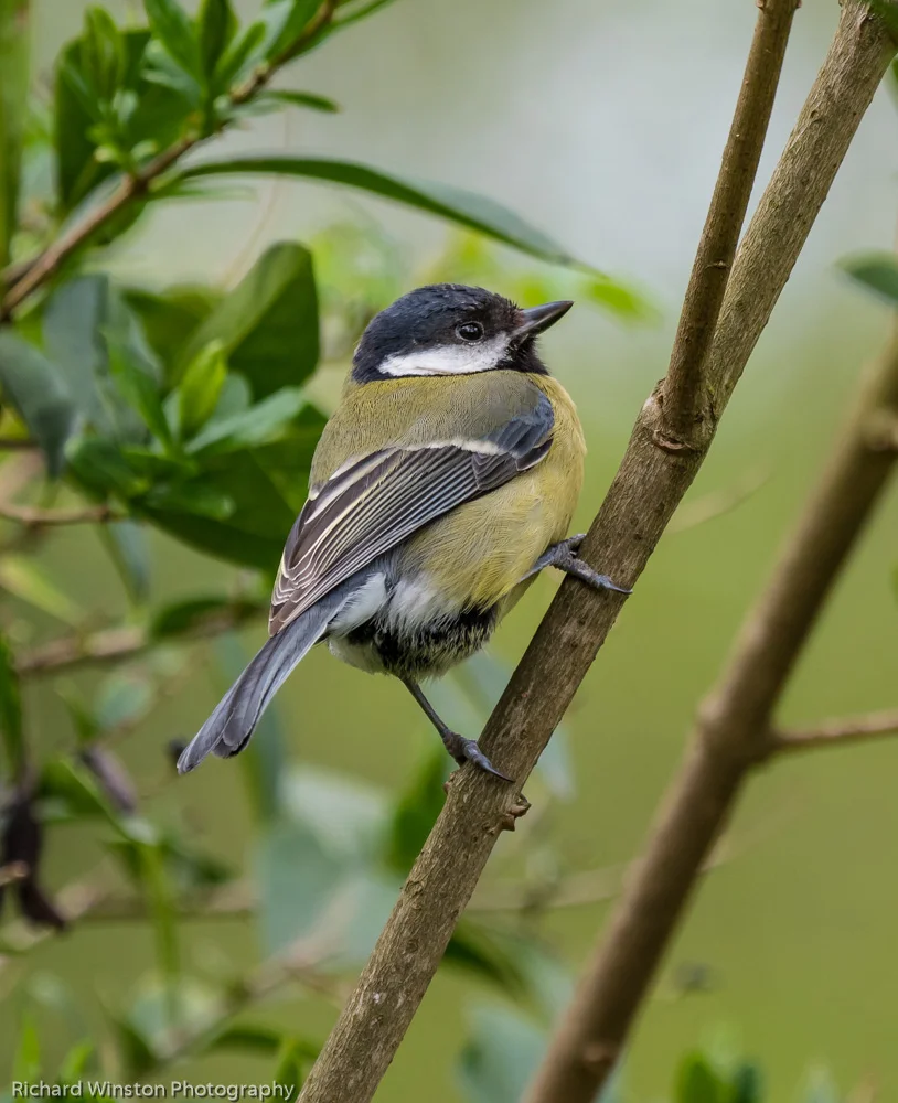 Great Tit