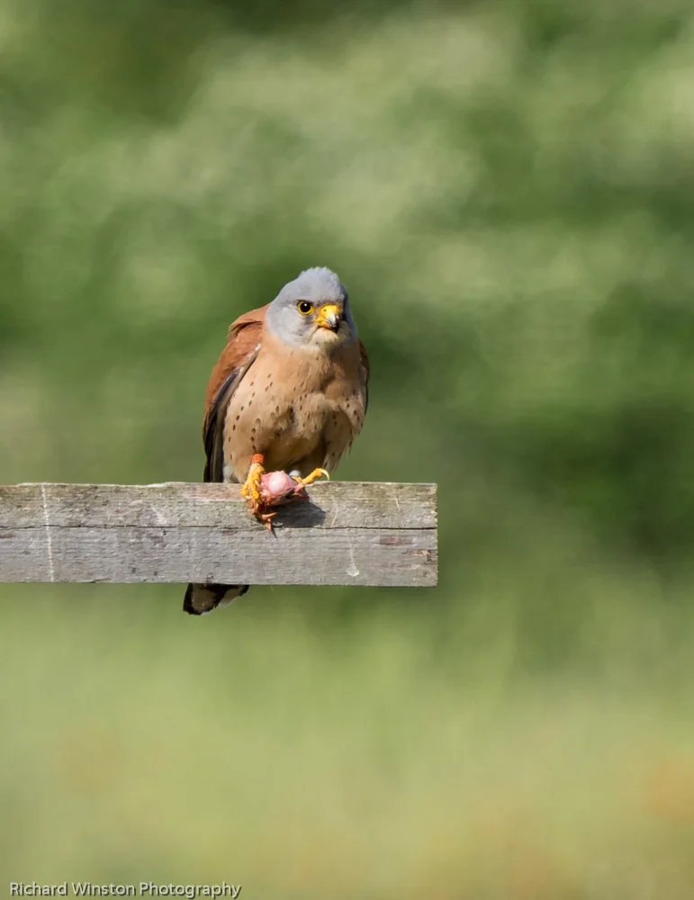 Lesser Kestrel