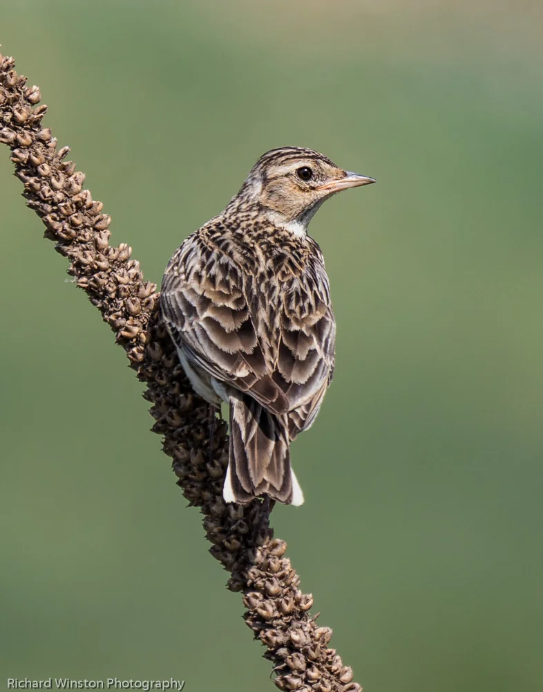 Woodlark