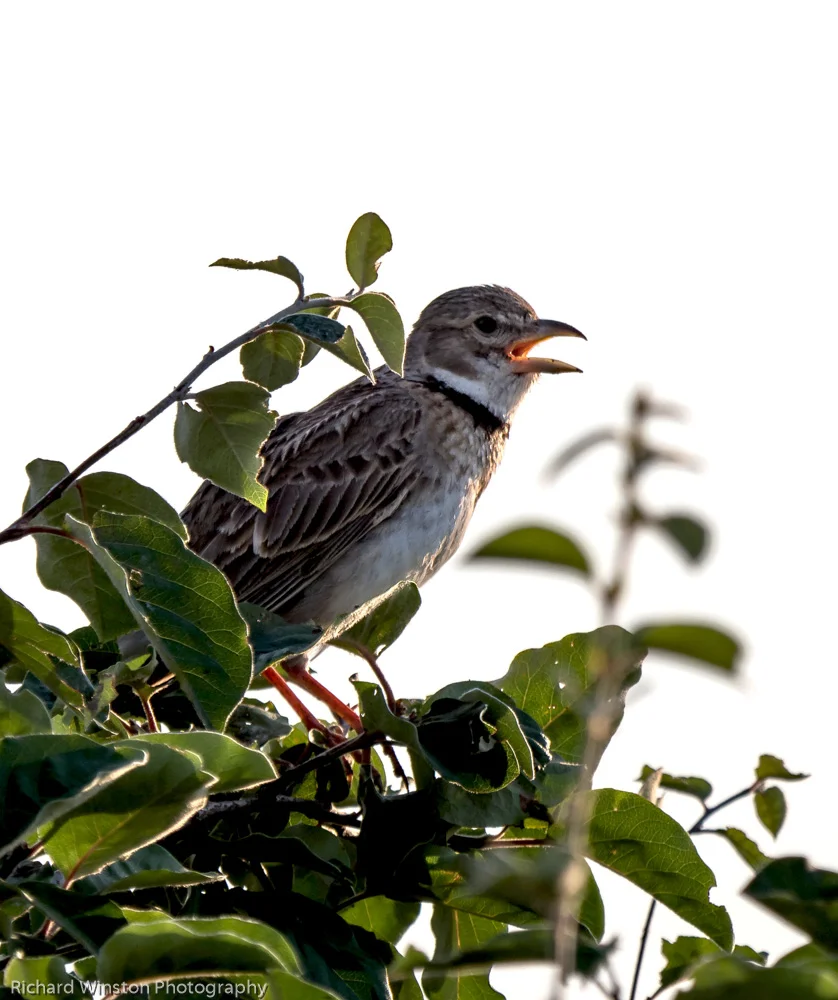 Calandra Lark