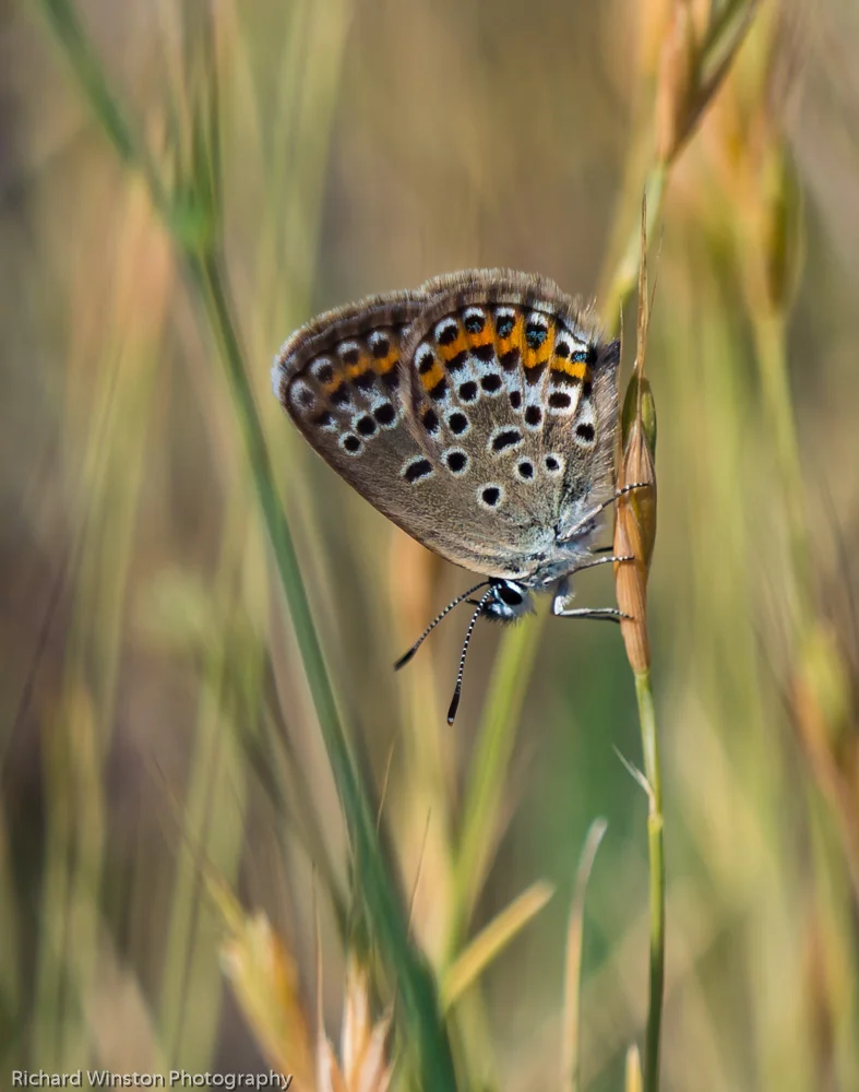 Silver-studded Blue